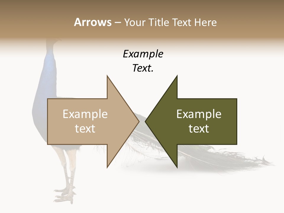 No People Bird Behavior PowerPoint Template