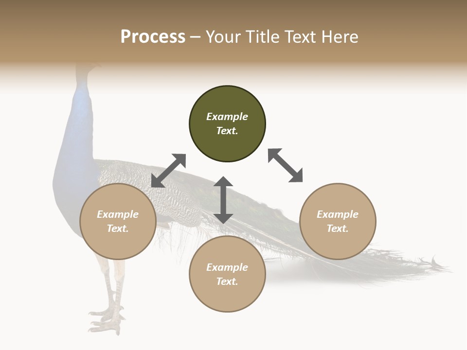 No People Bird Behavior PowerPoint Template