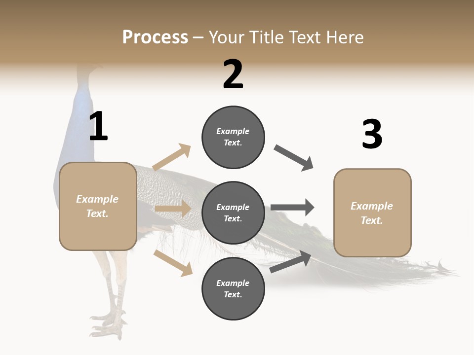 No People Bird Behavior PowerPoint Template