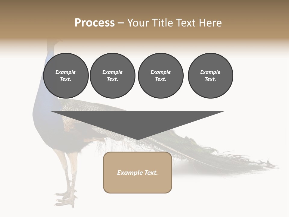 No People Bird Behavior PowerPoint Template