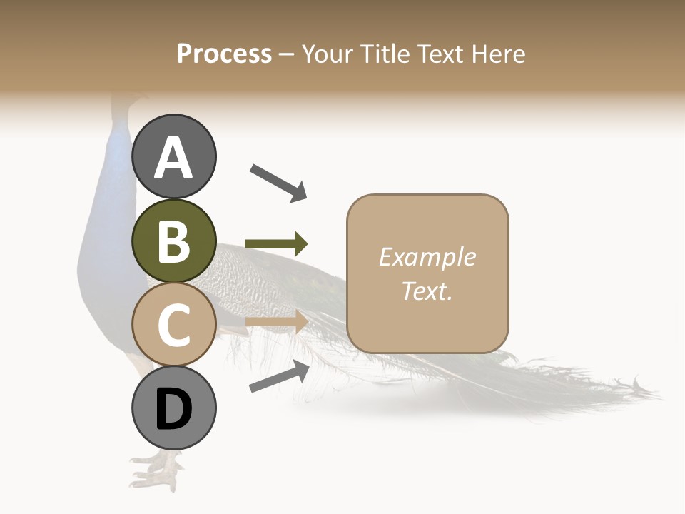 No People Bird Behavior PowerPoint Template