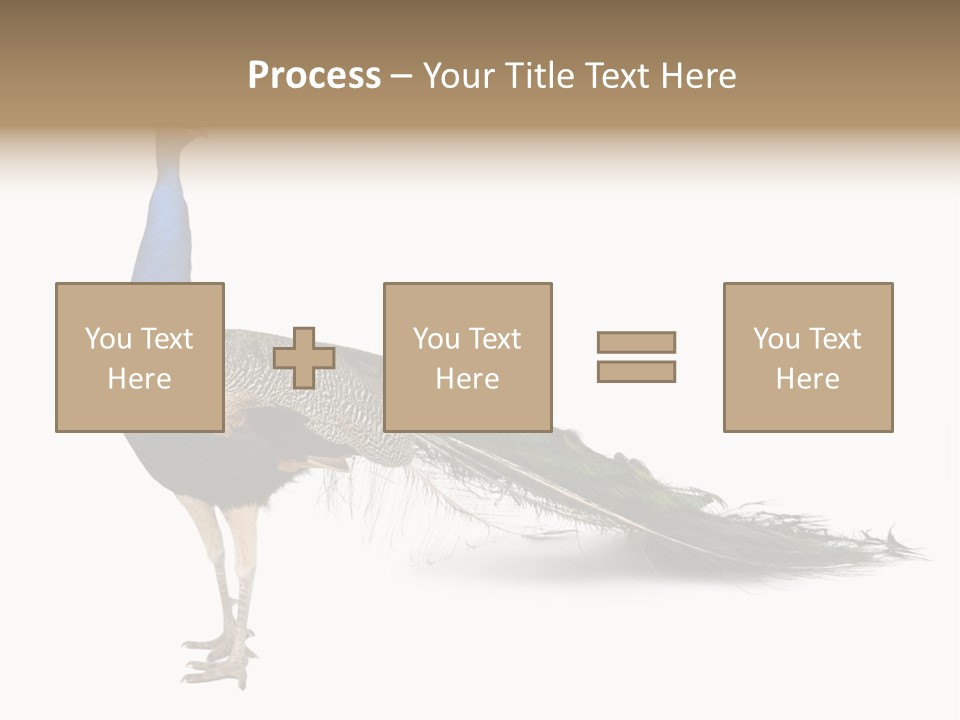 No People Bird Behavior PowerPoint Template