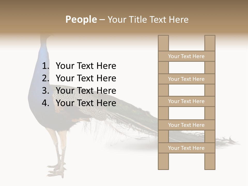 No People Bird Behavior PowerPoint Template