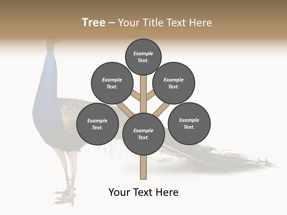 No People Bird Behavior PowerPoint Template