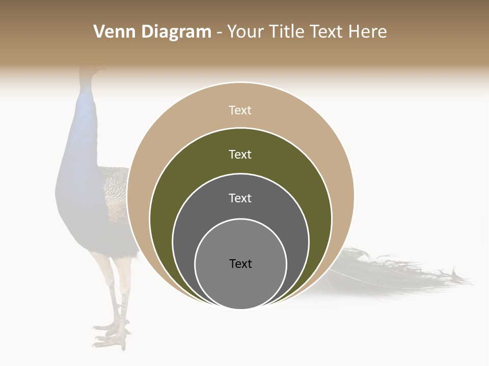 No People Bird Behavior PowerPoint Template