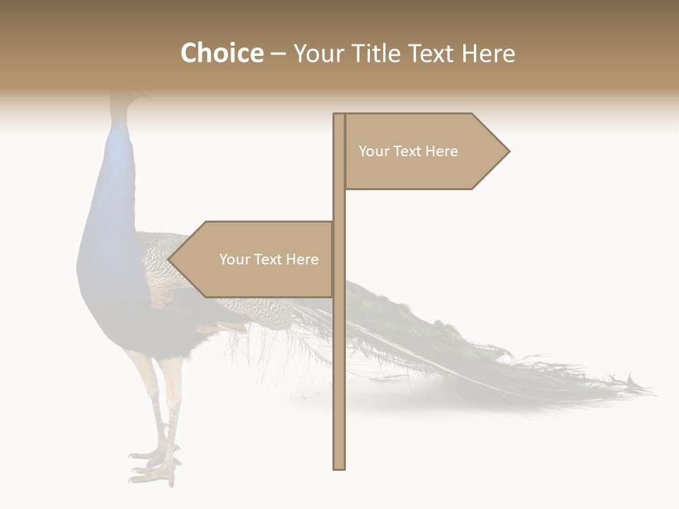 No People Bird Behavior PowerPoint Template