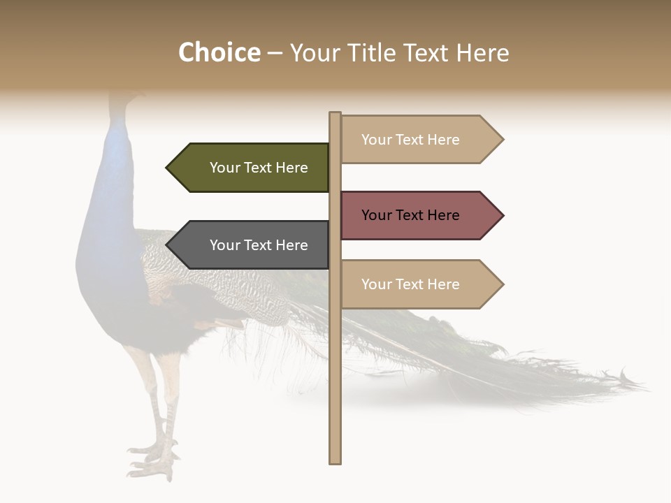 No People Bird Behavior PowerPoint Template