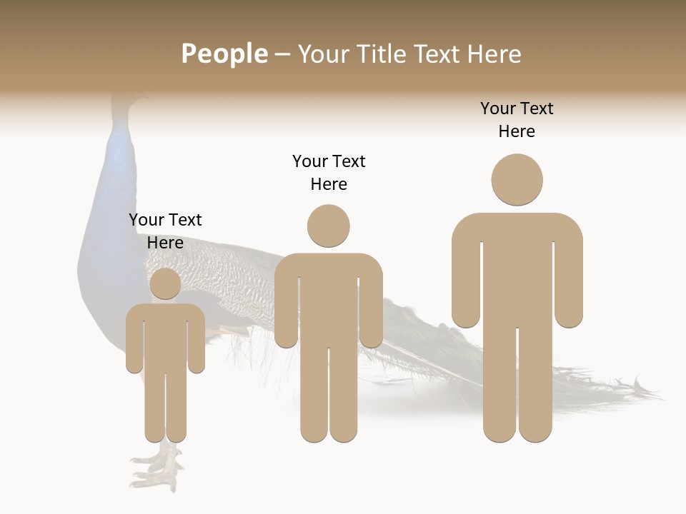 No People Bird Behavior PowerPoint Template