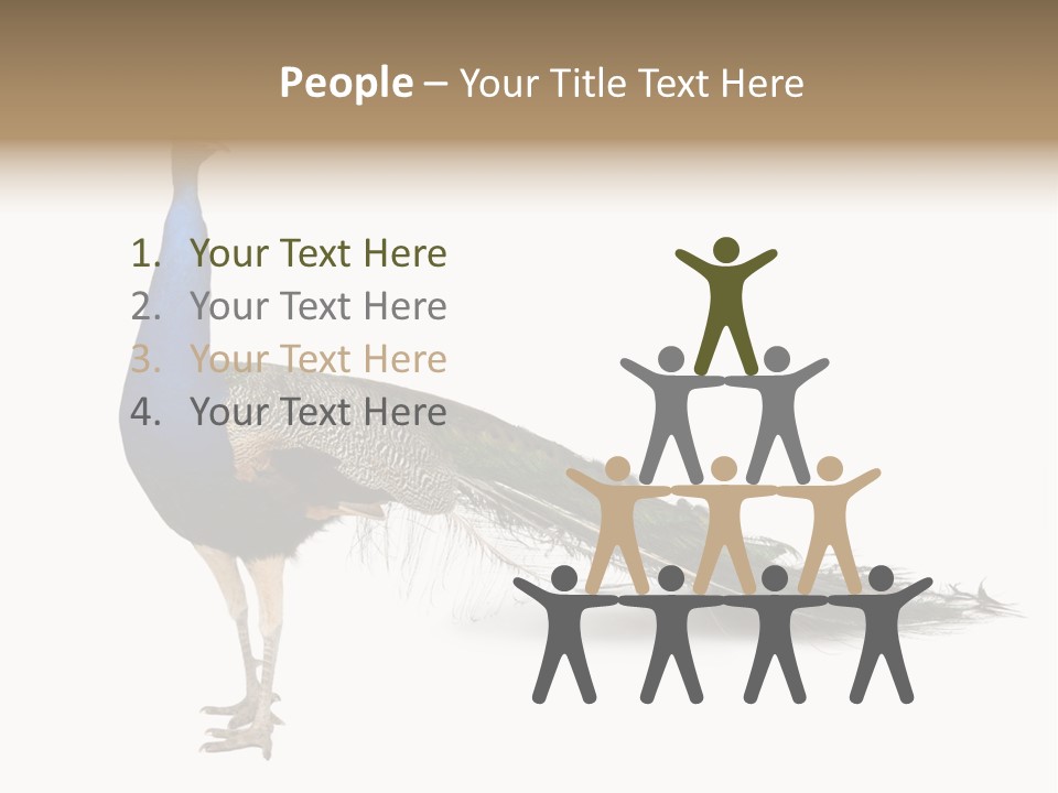 No People Bird Behavior PowerPoint Template
