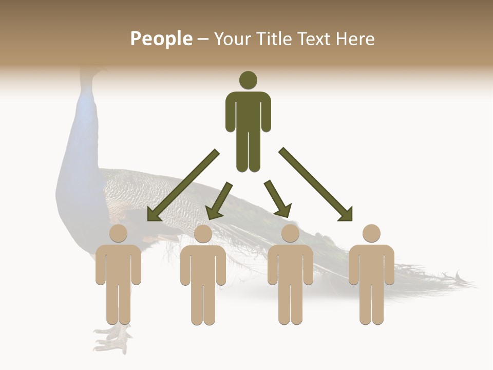 No People Bird Behavior PowerPoint Template