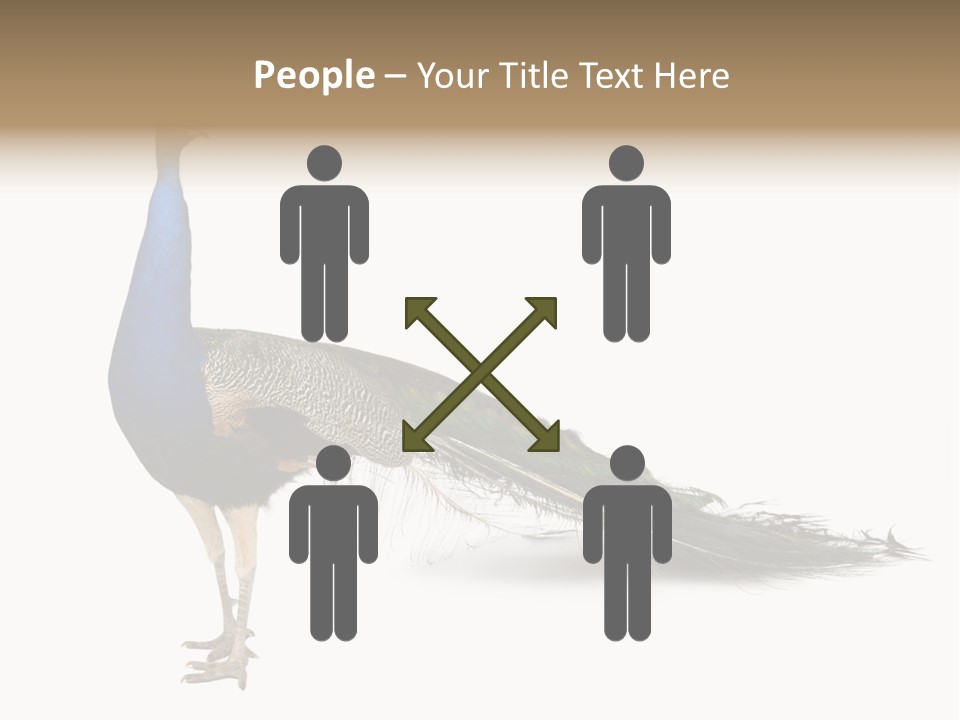 No People Bird Behavior PowerPoint Template