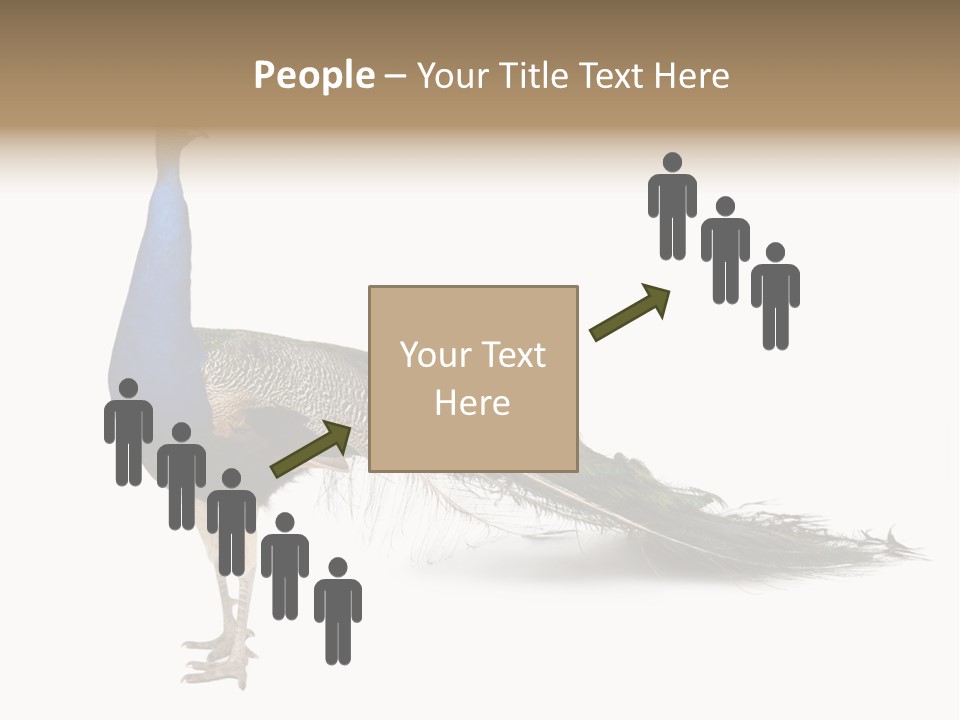 No People Bird Behavior PowerPoint Template