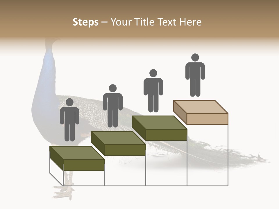 No People Bird Behavior PowerPoint Template