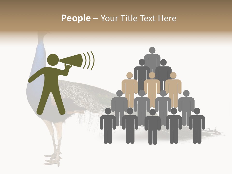 No People Bird Behavior PowerPoint Template