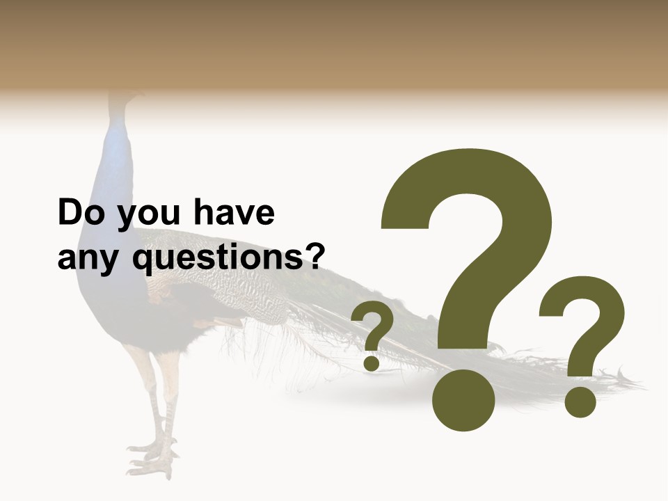 No People Bird Behavior PowerPoint Template