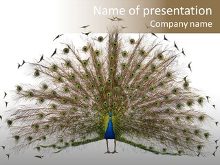 Blue Indoors Peafowl PowerPoint Template