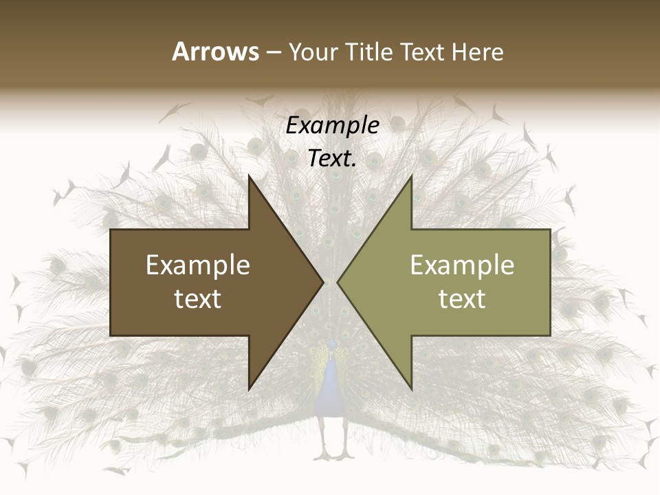 Blue Indoors Peafowl PowerPoint Template