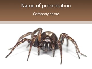 Arachnid Detail Background PowerPoint Template