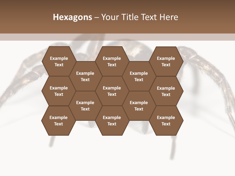 Arachnid Detail Background PowerPoint Template