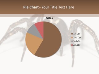 Arachnid Detail Background PowerPoint Template