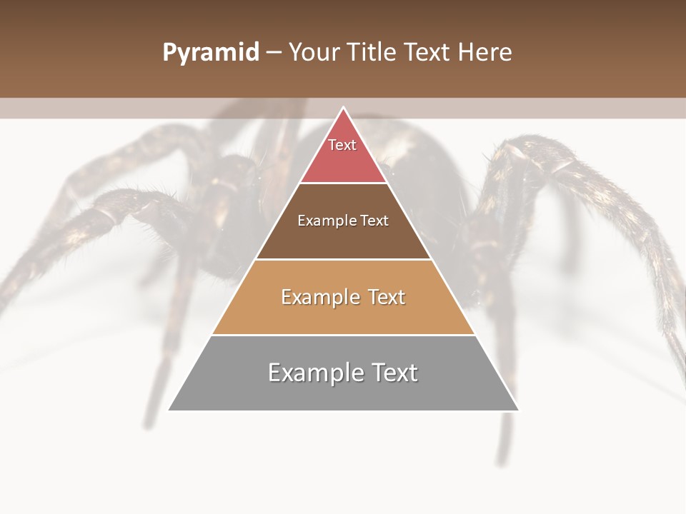 Arachnid Detail Background PowerPoint Template