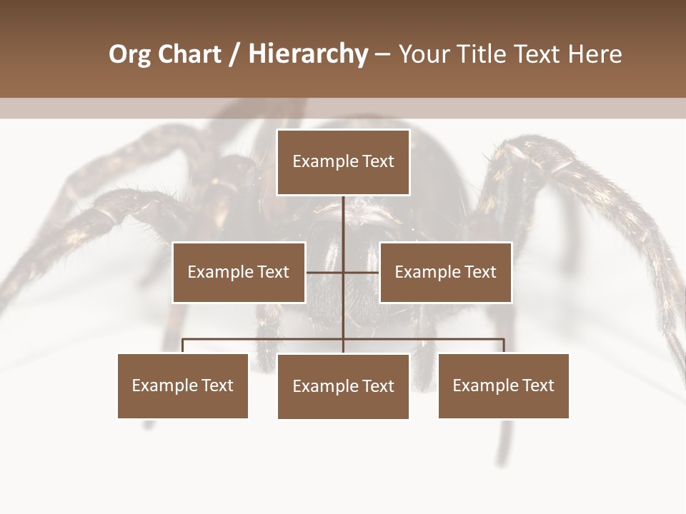 Arachnid Detail Background PowerPoint Template
