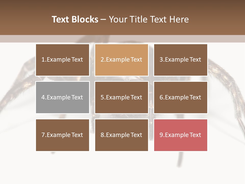 Arachnid Detail Background PowerPoint Template