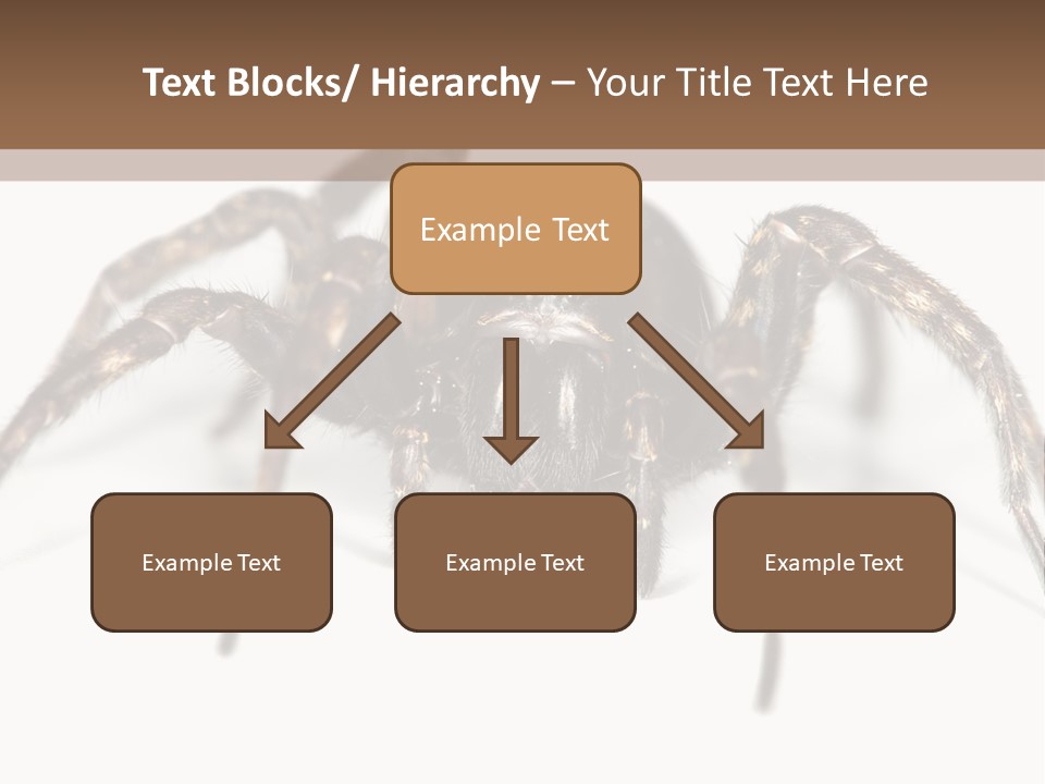 Arachnid Detail Background PowerPoint Template