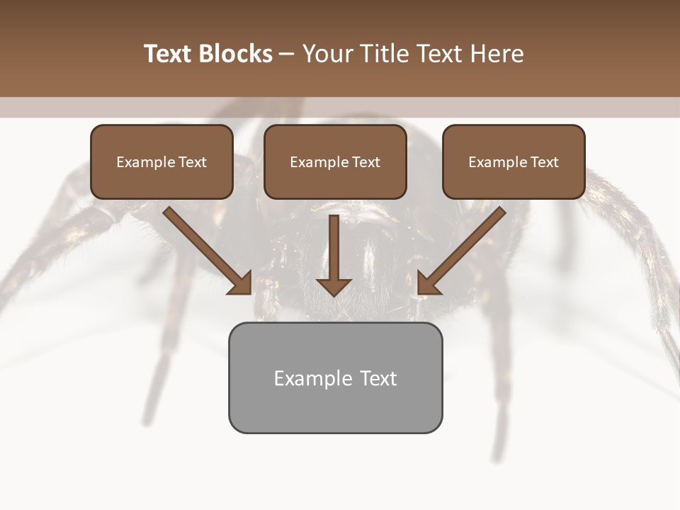 Arachnid Detail Background PowerPoint Template