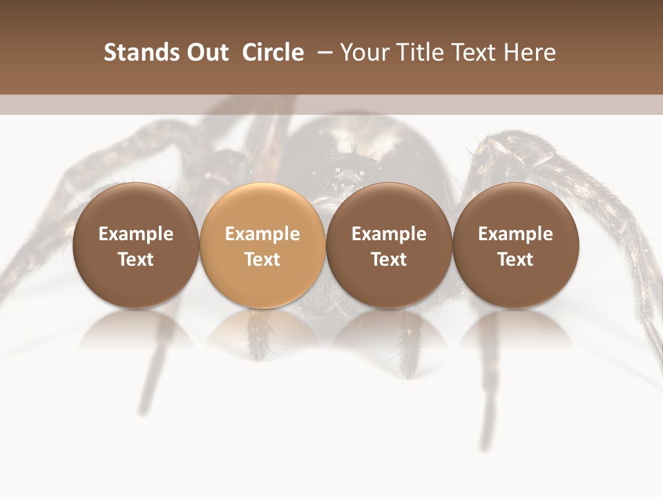 Arachnid Detail Background PowerPoint Template