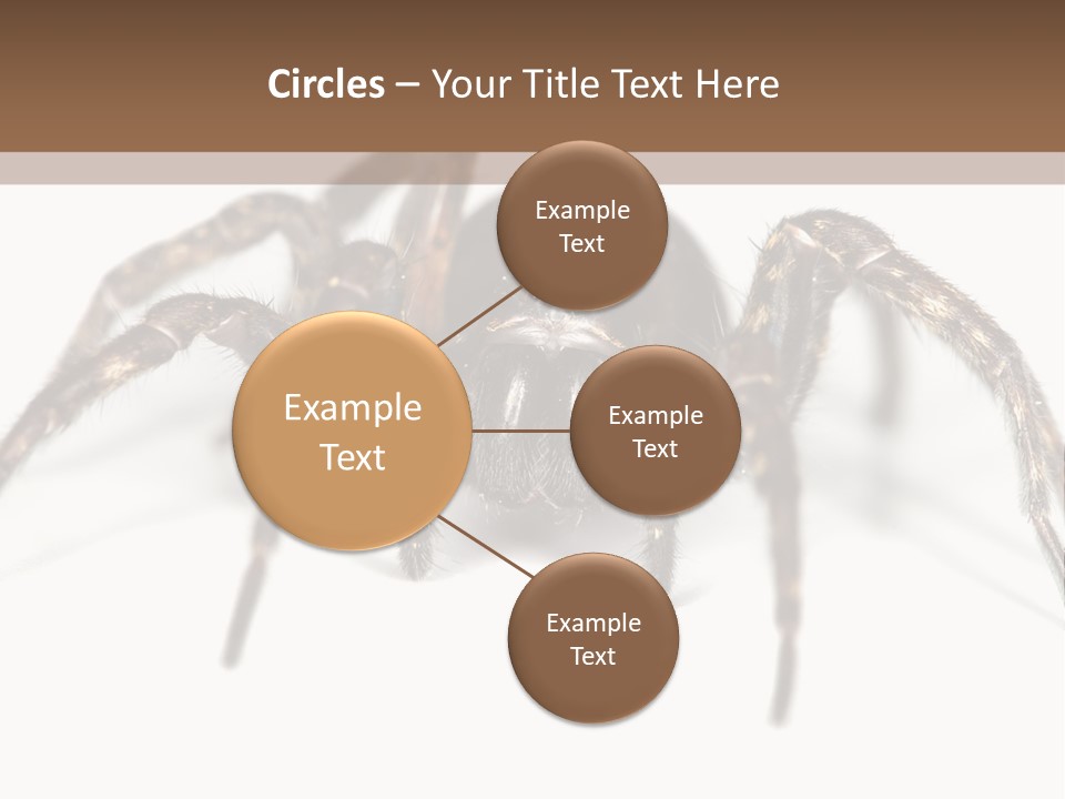 Arachnid Detail Background PowerPoint Template