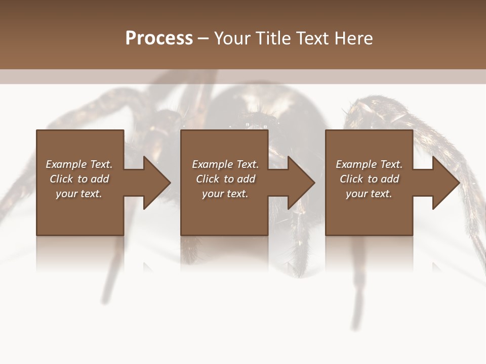 Arachnid Detail Background PowerPoint Template