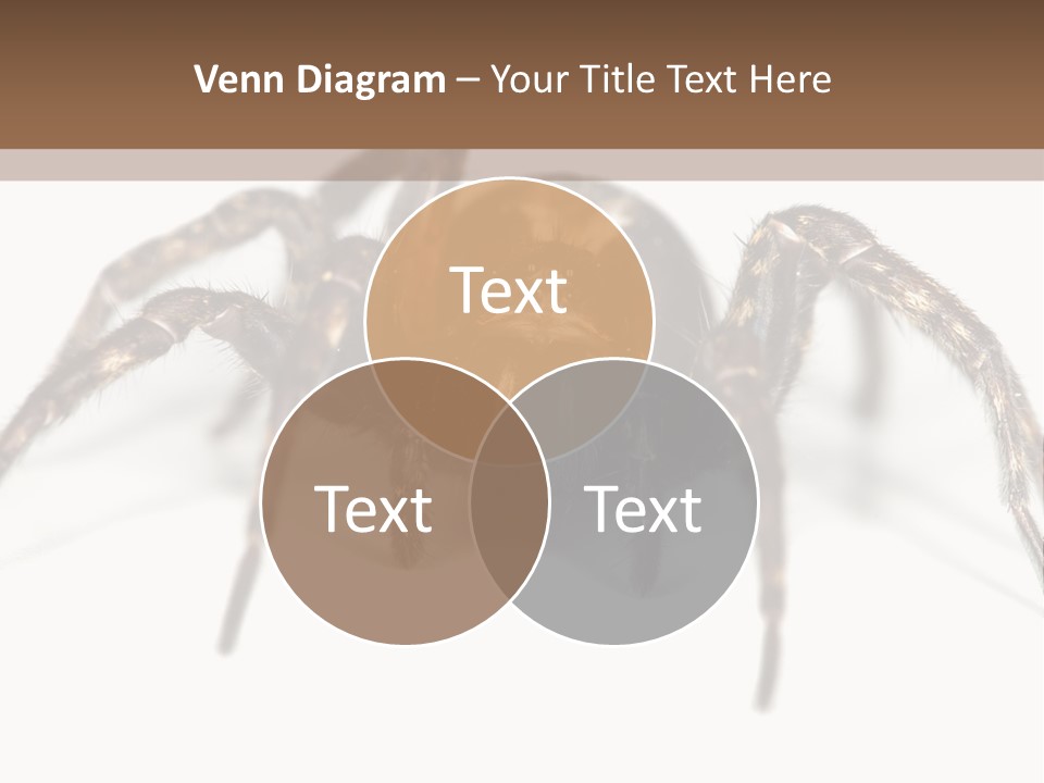 Arachnid Detail Background PowerPoint Template