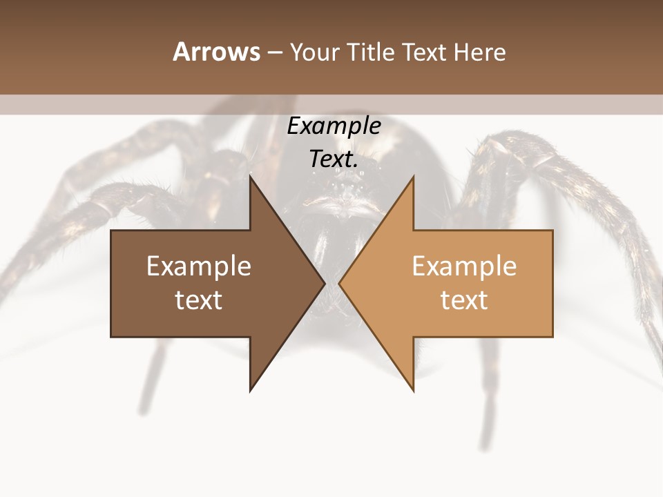 Arachnid Detail Background PowerPoint Template