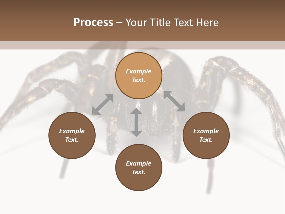 Arachnid Detail Background PowerPoint Template