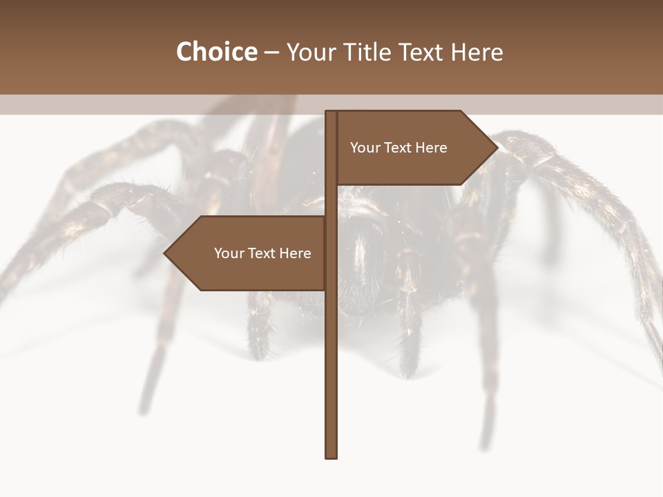 Arachnid Detail Background PowerPoint Template