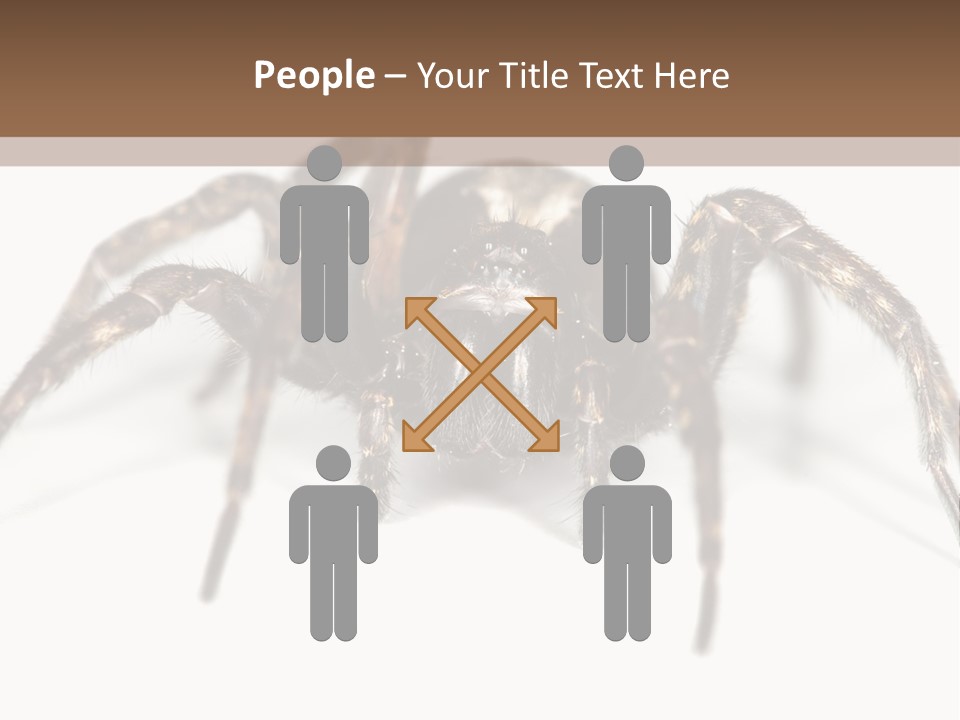 Arachnid Detail Background PowerPoint Template