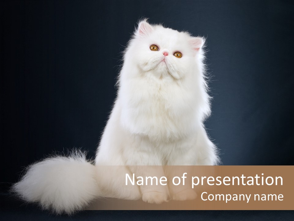 Pampered Pet Copper Persian PowerPoint Template