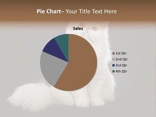 Pampered Pet Copper Persian PowerPoint Template