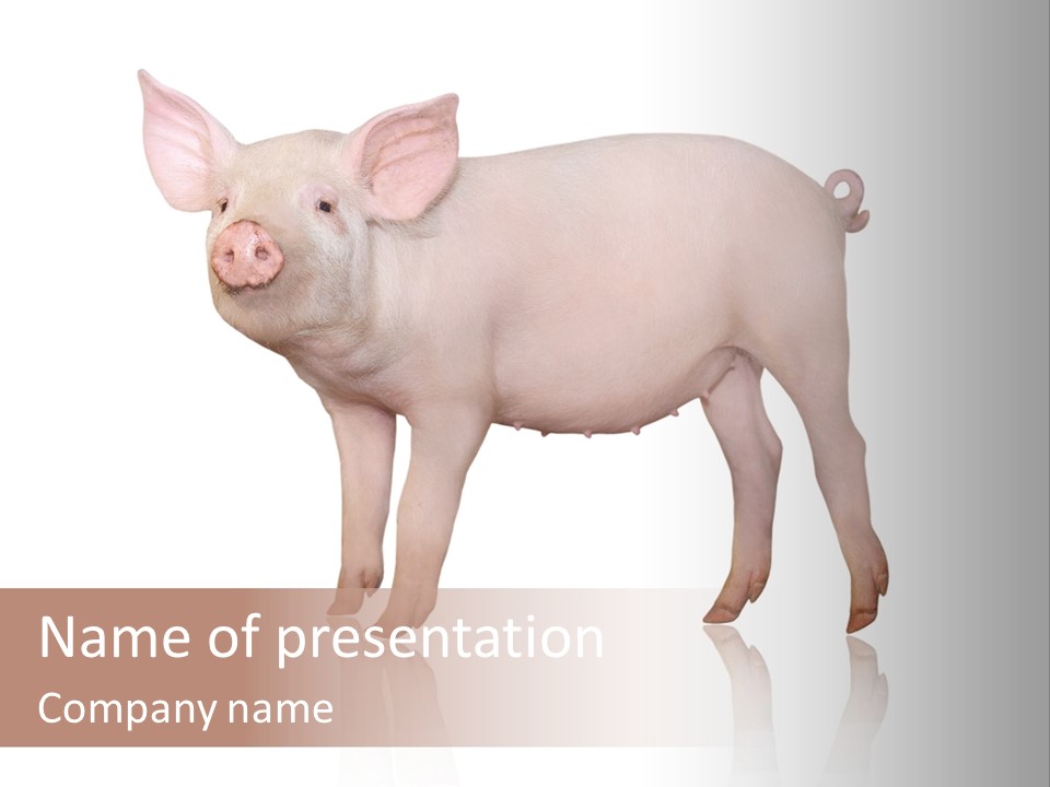 White Pigtailed Piglet PowerPoint Template