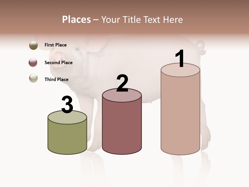 White Pigtailed Piglet PowerPoint Template