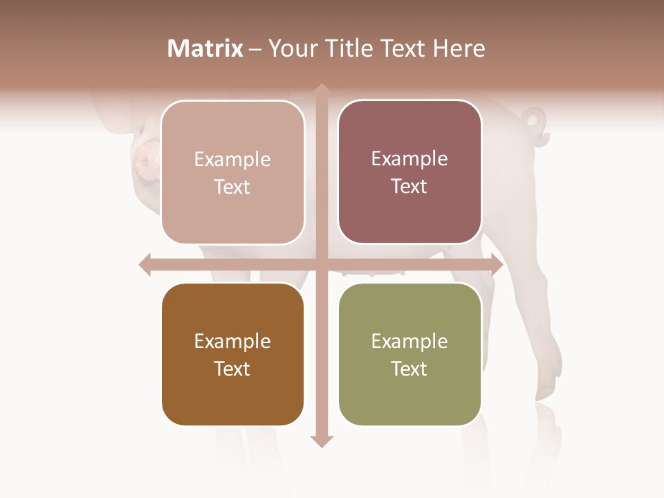 White Pigtailed Piglet PowerPoint Template