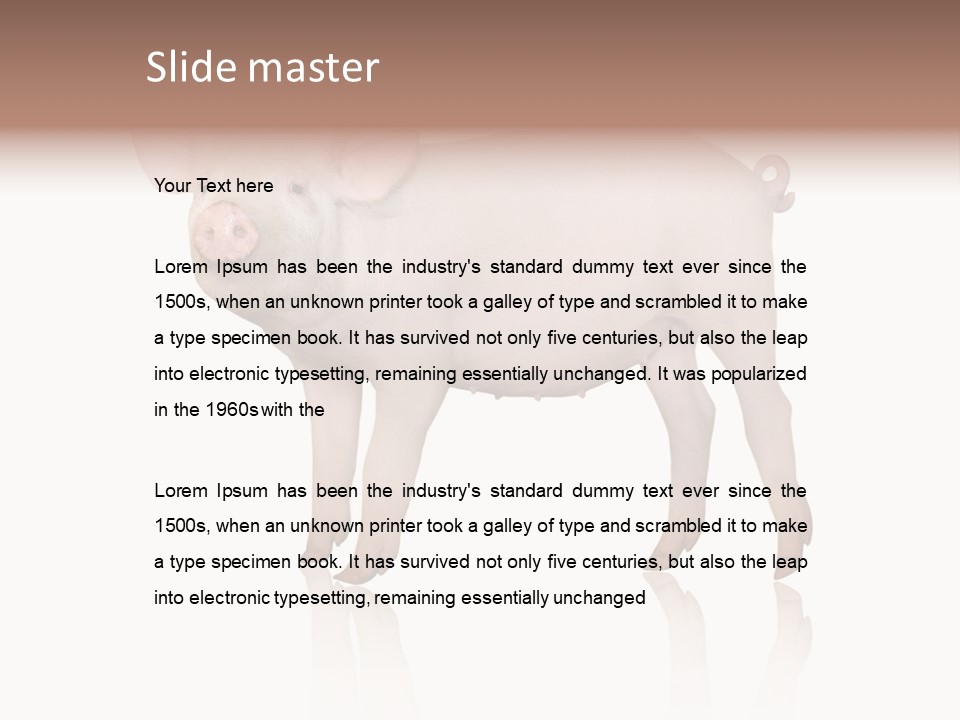 White Pigtailed Piglet PowerPoint Template