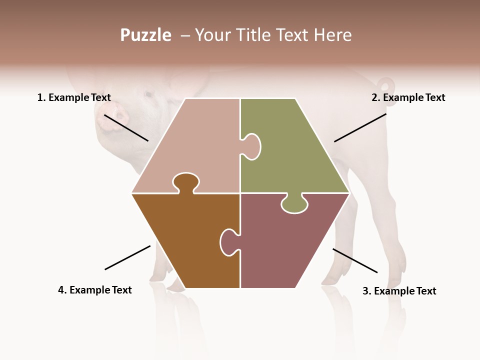 White Pigtailed Piglet PowerPoint Template