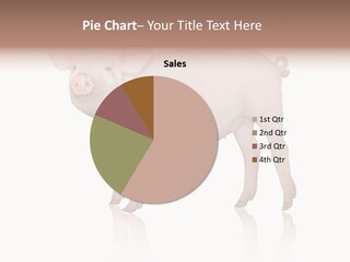 White Pigtailed Piglet PowerPoint Template