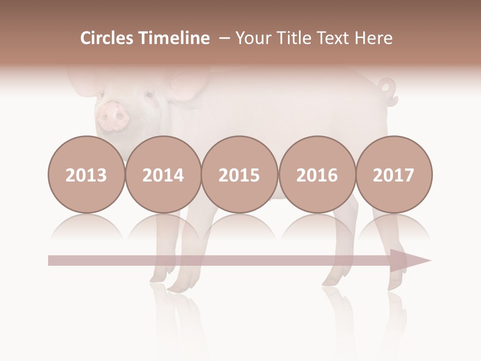 White Pigtailed Piglet PowerPoint Template