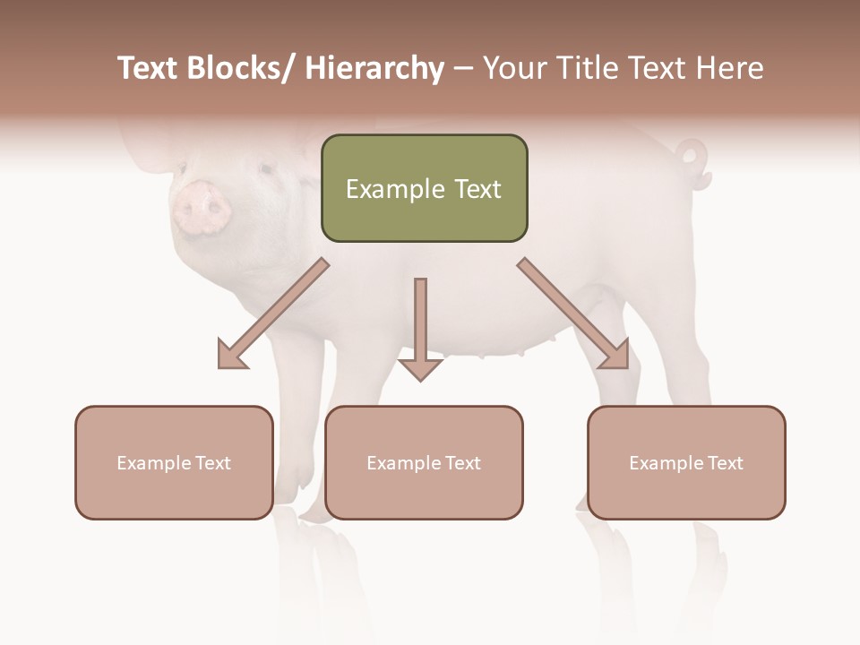 White Pigtailed Piglet PowerPoint Template