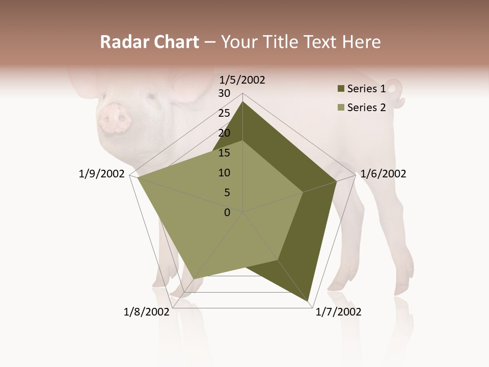 White Pigtailed Piglet PowerPoint Template