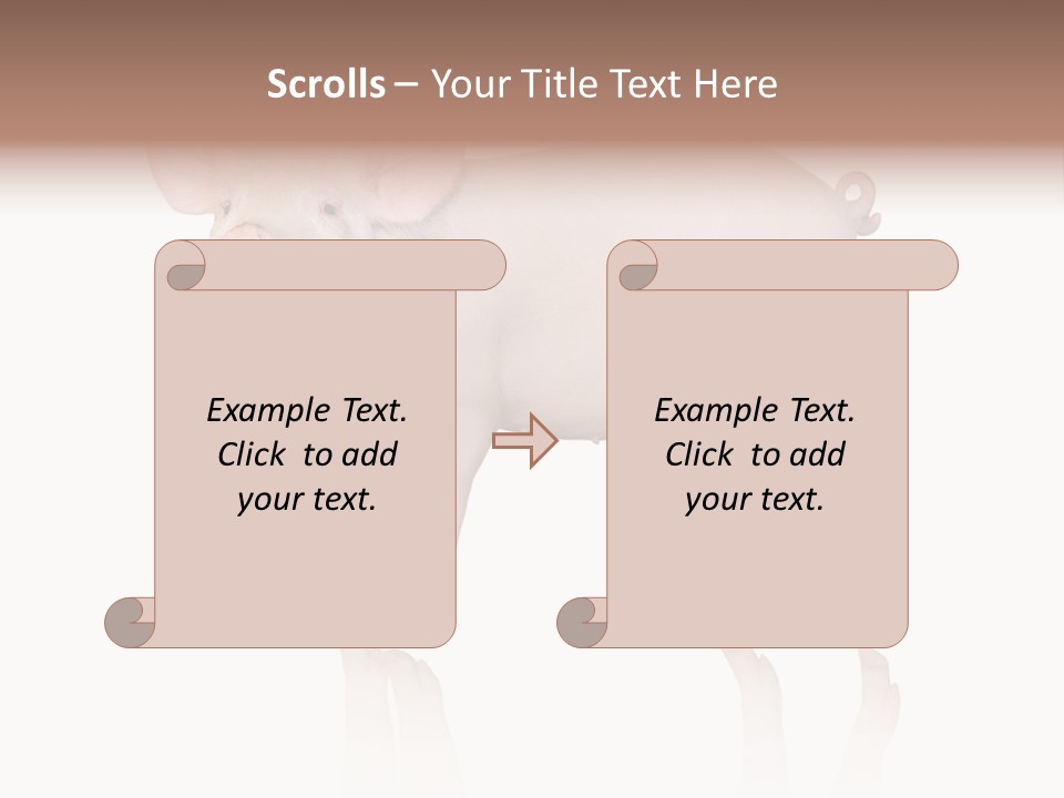 White Pigtailed Piglet PowerPoint Template