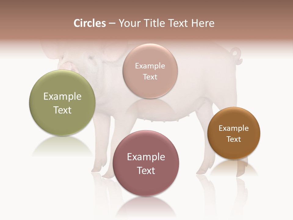 White Pigtailed Piglet PowerPoint Template